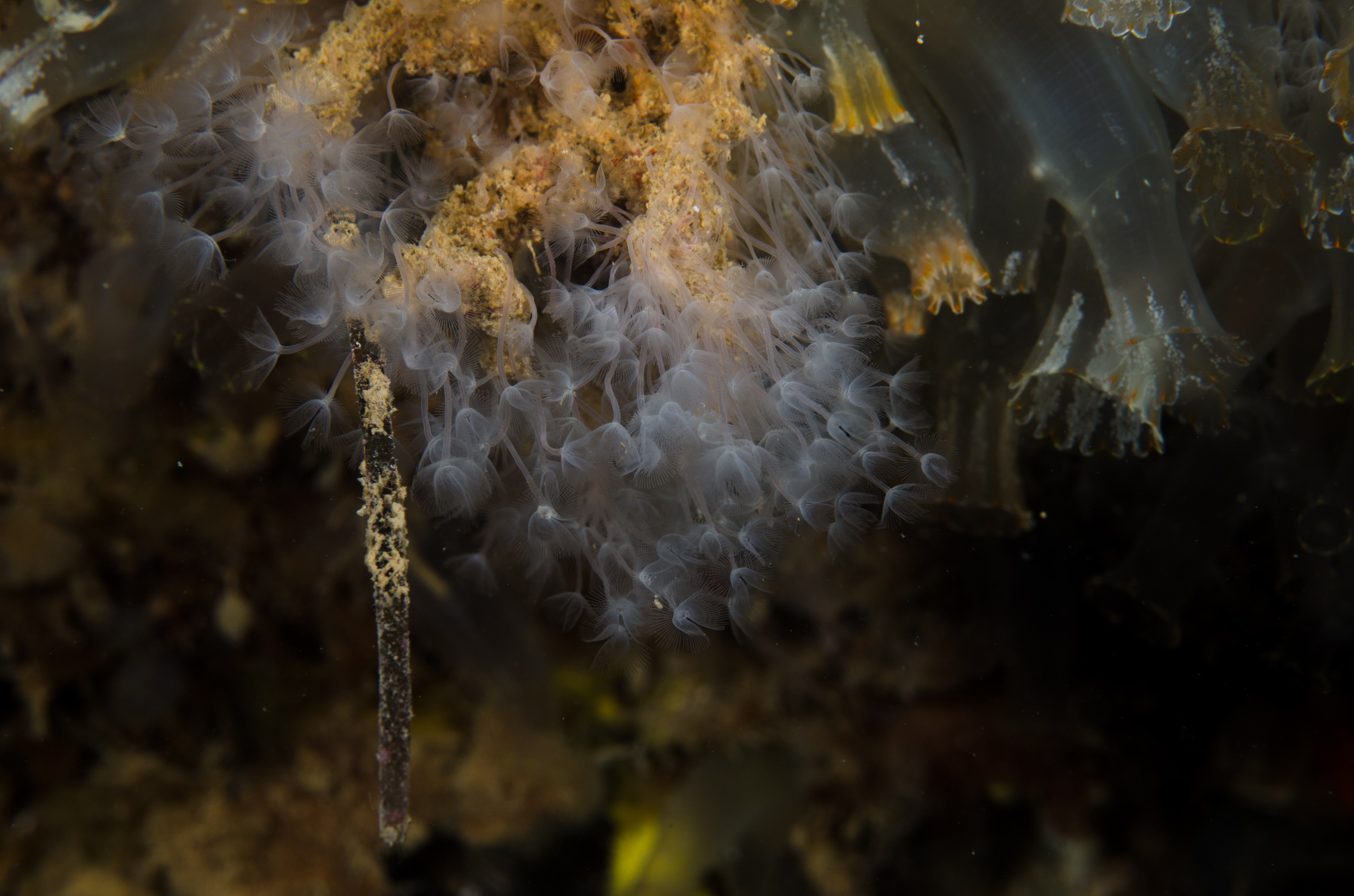 DSC_5927 – crispin, nz, new, zealand, new zealand, Phoronid, worm, Phoronis, ijimai, introduced, pest, marsden, cove, marina, white, worm